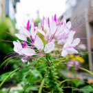 Exotic Cleome Hassleriana Spiny Spider Flower Pink Queen Flowering Seed 20 Seeds Fresh Garden