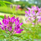 Rare Cleome Hassleriana Spiny Spider Flower Pink Queen Flowering Seed 20 Seeds Fresh Garden