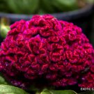 Exotic Celosia Cristata Crested Rare Pink Flowering Amish Cock'S Comb 15 Seeds Fresh Garden