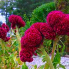 Rare Celosia Cristata Crested Pink Flowering Exotic Amish Cock'S Comb 15 Seeds Fresh Garden