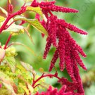 Exotic Amaranthus Caudatus Love Lies Bleeding J Rare Flowering Seed 15 Seeds Fresh Garden