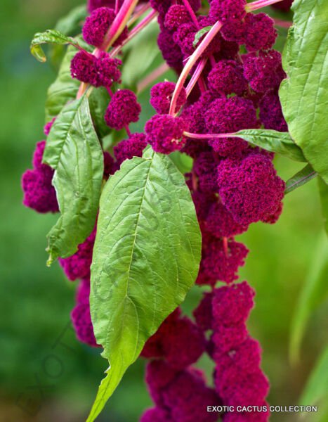 Rare Amaranthus Caudatus Love Lies Bleeding Exotic Flowering Seed 15 Seeds Fresh Garden