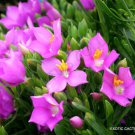 Color Orphium Frutescens Sea Rose South Africa Pinkest Pink Flower Seed 20 Seeds Fresh Garden