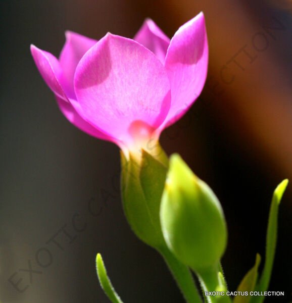 Rare Orphium Frutescens Sea Rose South Africa Pinkest Pink Flower Seed 20 Seeds Fresh Garden