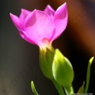 Rare Orphium Frutescens Sea Rose South Africa Pinkest Pink Flower Seed 20 Seeds Fresh Garden