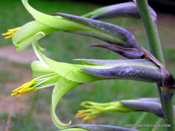 Exotic Puya Mirabilis Bromeliad Agave Drought Aloe Succulent Plant Seed 15 Seeds Fresh Garden