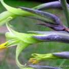 Exotic Puya Mirabilis Bromeliad Agave Drought Aloe Succulent Plant Seed 15 Seeds Fresh Garden
