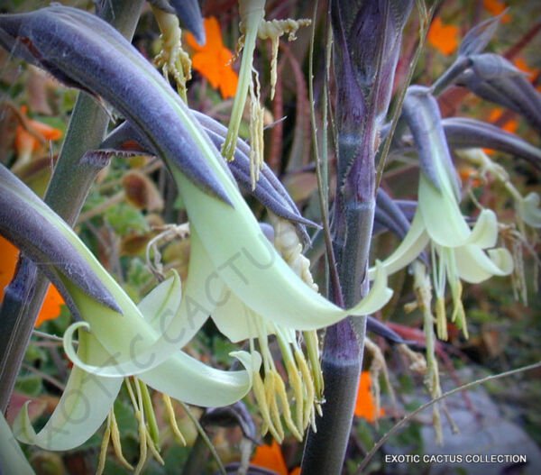 Rare Puya Mirabilis Bromeliad Agave Drought Aloe Succulent Plant Seed 15 Seeds Fresh Garden
