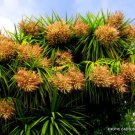 Rare Cordyline Australis Cabbage Tree J Exotic Palm Trees Plant Seed 10 Seeds Fresh Garden