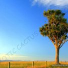 Exotic Cordyline Australis Cabbage Tree J Rare Palm Trees Plant Seed 10 Seeds Fresh Garden