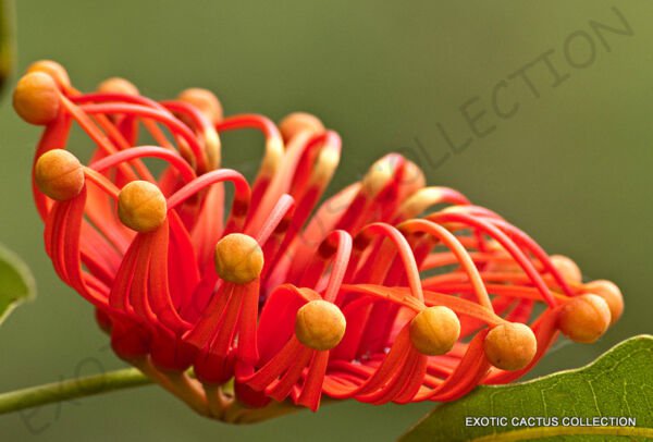 Rare Stenocarpus Sinuatus Firewheel Tree Exotic Flowering Trees Seed 5 Seeds Fresh Garden