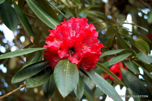 Exotic Rhododendron Arboreum Exotic Medicinal Herb Tree Flowering Seed 10 Seeds Fresh Garden