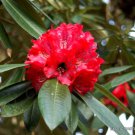 Exotic Rhododendron Arboreum Exotic Medicinal Herb Tree Flowering Seed 10 Seeds Fresh Garden