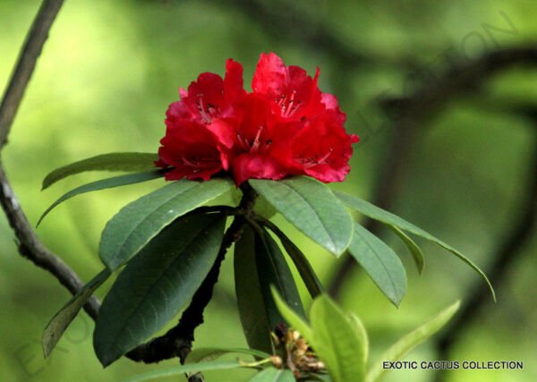 Rare Rhododendron Arboreum Exotic Medicinal Herb Tree Flowering Seed 10 Seeds Fresh Garden