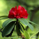 Rare Rhododendron Arboreum Exotic Medicinal Herb Tree Flowering Seed 10 Seeds Fresh Garden