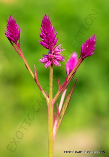 Exotic Celosia Spicata Flamingo Feather Purple Pink Fuschia Flower Seed 20 Seeds Fresh Garden