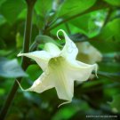 Exotic Brugmansia Arborea Rare White Flower Angel'S Trumpet Tree Seed 10 Seeds Fresh Garden