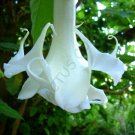 Rare Brugmansia Arborea White Flower Angel'S Trumpet Tree Fragrant Seed 10 Seeds Fresh Garden