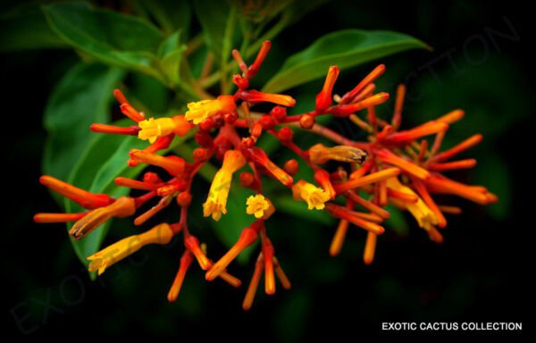 Exotic Hamelia Patens Firebush Attract Hummingbird And Butterflies Seed 15 Seeds Fresh Garden
