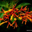 Exotic Hamelia Patens Firebush Attract Hummingbird And Butterflies Seed 15 Seeds Fresh Garden