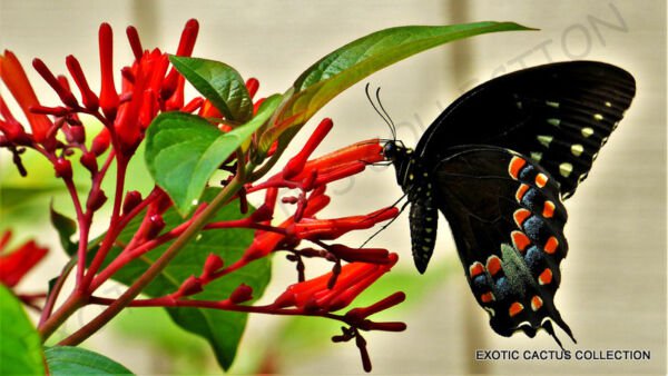 Rare Hamelia Patens Firebush Attract Hummingbirds And Butterflies Seed 15 Seeds Fresh Garden