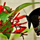 Rare Hamelia Patens Firebush Attract Hummingbirds And Butterflies Seed 15 Seeds Fresh Garden