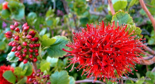 Exotic Greyia Sutherlandii Rare Natal Bottlebrush Tree Tropical Seed 10 Seeds Fresh Garden