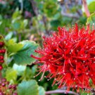 Exotic Greyia Sutherlandii Rare Natal Bottlebrush Tree Tropical Seed 10 Seeds Fresh Garden