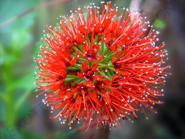 Rare Greyia Sutherlandii Exotic Natal Bottlebrush Tree Tropical Seed 10 Seeds Fresh Garden
