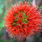 Rare Greyia Sutherlandii Exotic Natal Bottlebrush Tree Tropical Seed 10 Seeds Fresh Garden