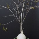 Rare Euphorbia Hedyotoides Exotic Madagascar Bonsai Caudex Cacti Seed 5 Seeds Fresh Garden