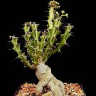 Rare Euphorbia Knutii Exotic African Bonsai Caudex Africa Succulent Seed 5 Seeds Fresh Garden
