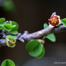 Rare Euphorbia Misera Cliff Spurge Exotic Pre Bonsai Cactus Cacti Seed 5 Seeds Fresh Garden