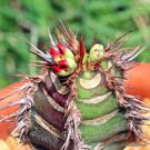 Rare Euphorbia Neohumbertii Exotic Madagascar Palm Bonsai Succulent Seed 5 Seeds Fresh Garden