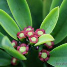 Rare Euphorbia Neriifolia Cactus Exotic Succulent Cacti Flowering Seed 5 Seeds Fresh Garden
