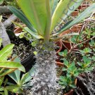 Rare Euphorbia Pachypodioides Exotic Succulent Cactus Cacti Plant Seed 5 Seeds Fresh Garden