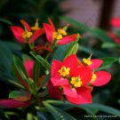 Rare Euphorbia Punicea Jamaican Poinsettia Xeriscaping Pre Bonsai Seed 5 Seeds Fresh Garden