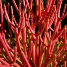 Rare Euphorbia Tirucalli Rosea Exotic Red Pencil Firesticks Milkbush 5 Seeds Fresh Garden