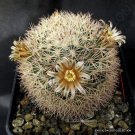 Rare Mammillaria Grusonii J Exotic Cacti Pincushion Cactus Seed 20 Seeds Fresh Garden