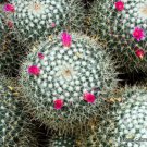Rare Mammillaria Geminispina J Exotic Cacti Pincushion Cactus Seed 15 Seeds Fresh Garden