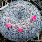 Rare Mammillaria Formosa J Exotic Cacti Pincushion Cactus Seed 20 Seeds Fresh Garden