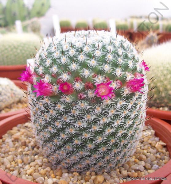 Rare Mammillaria Elegans J Exotic Cacti Pincushion Cactus Seed 20 Seeds Fresh Garden