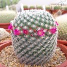 Rare Mammillaria Elegans J Exotic Cacti Pincushion Cactus Seed 20 Seeds Fresh Garden