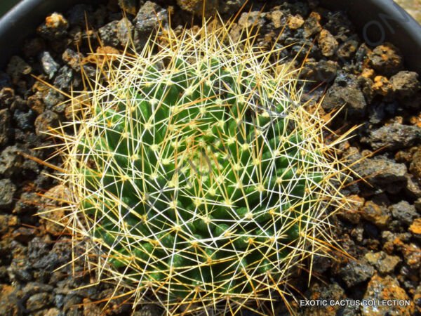 Rare Mammillaria Decipiens J Exotic Cacti Pincushion Cactus Seed 20 Seeds Fresh Garden