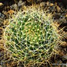Rare Mammillaria Decipiens J Exotic Cacti Pincushion Cactus Seed 20 Seeds Fresh Garden