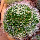 Rare Mammillaria Camptotricha Decipiens Exotic Cacti Cactus Seed Plant 20 Seeds Fresh Garden