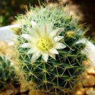 Rare Mammillaria Wildii J Exotic Cacti Pincushion Cactus Seed 20 Seeds Fresh Garden