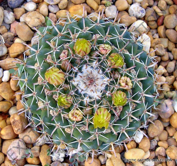 Rare Mammillaria Uncinata Exotic Cacti Pincushion Cactus Seed 20 Seeds Fresh Garden