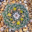 Rare Mammillaria Uncinata Exotic Cacti Pincushion Cactus Seed 20 Seeds Fresh Garden