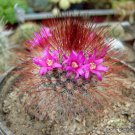 Rare Mammillaria Spinosissima Rubrispina Cactus Succulent Cacti Seed 20 Seeds Fresh Garden